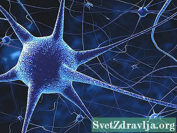 Нерв системасы жөнүндө 11 кызыктуу фактылар