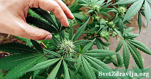 12 Strain Cannabis Àrd-CBD gus dragh a sheachnadh