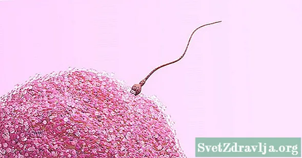 12 Benetan faltsuak diren espermatozoideen gertakari zabalak