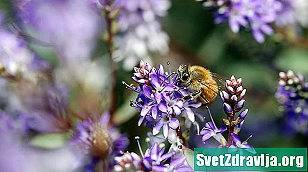 Gjithçka rreth polenit të bletëve për alergjitë - Shëndetësor