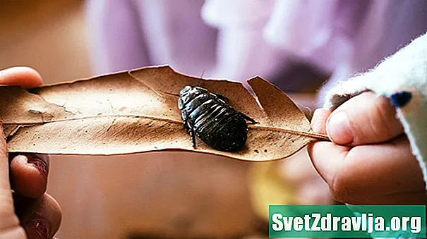 Jsou švábi nebezpeční? - Zdraví