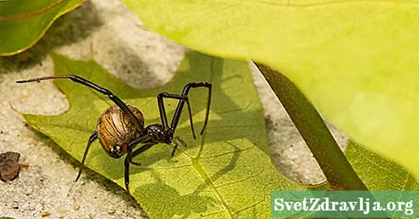 Jinebiyê Spider Bite Bite: Ne ku hûn Dikarin Bifikirin Xeternak e
