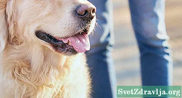 Kan en servicehund hjälpa till med din ångest?