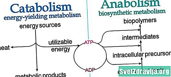 Katabolisms pret anabolismu: kāda ir atšķirība? - Veselība