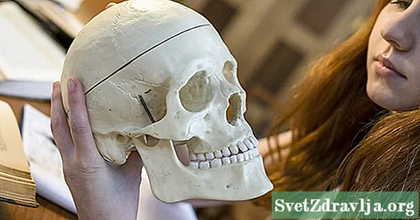Cranial Bones Overview