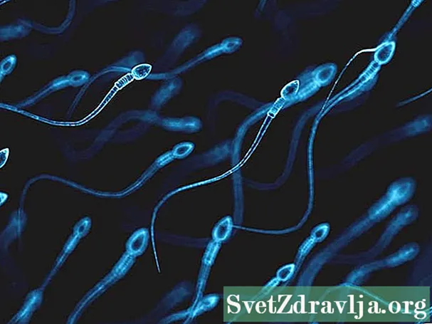 Wie lange kann das Sperma nach der Ejakulation überleben? - Wellness