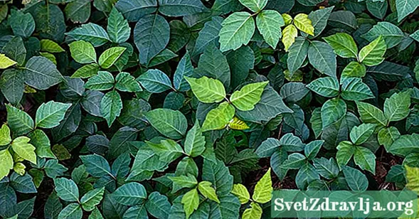 Hur man behandlar Poison Ivy Rash med äppelcidervinäger - Wellness
