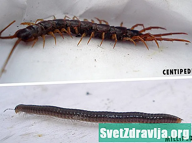 Identificarea și tratarea unei mușcături de Centipede