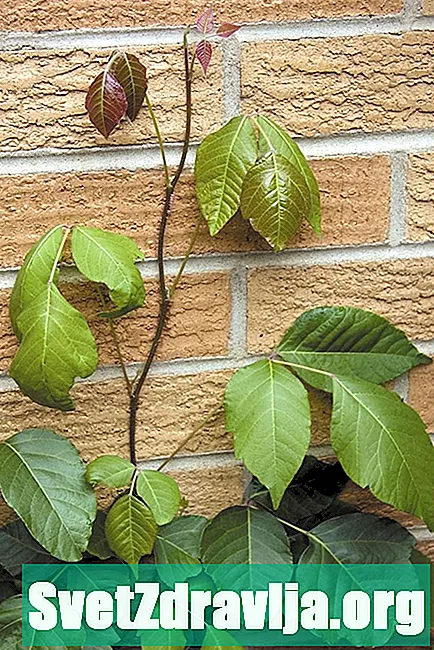 Er Poison Ivy smitsom eller kan udslettet sprede sig?