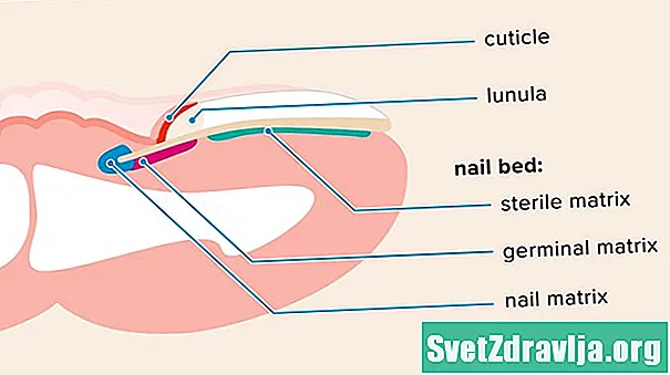 Nail Matrix Function and Anatomy