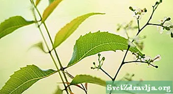 Aceite de neem: ¿Sanador de psoriasis?