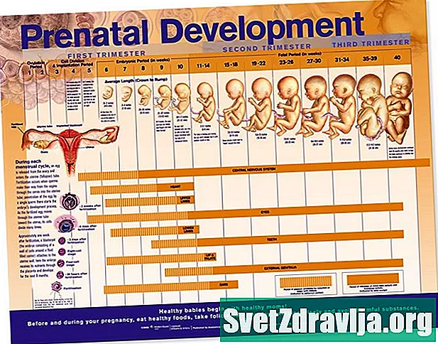 Prenatální vývoj - Zdraví