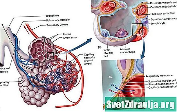 Az Alveoli a tüdőben - Egészség