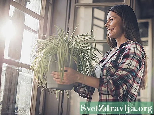 Najlepsze rośliny oczyszczające powietrze w Twoim domu
