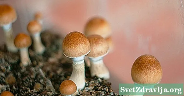 Mag-isip ng Dalawang beses Bago Paninigarilyo Mga Magic na Mushroom