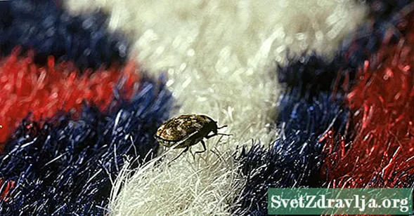 Какво представляват килимите бръмбари и могат ли да ви наранят?