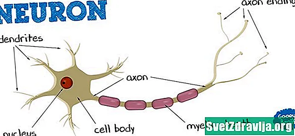Arefarë janë neuronet?