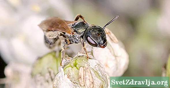 Was tun, wenn Schweißbienen stechen?