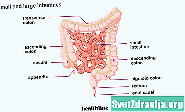 Quina és la longitud dels vostres intestins petits i grans? - Salut