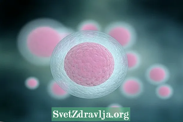Stammzellen: Was sie sind, Typen und warum zu lagern