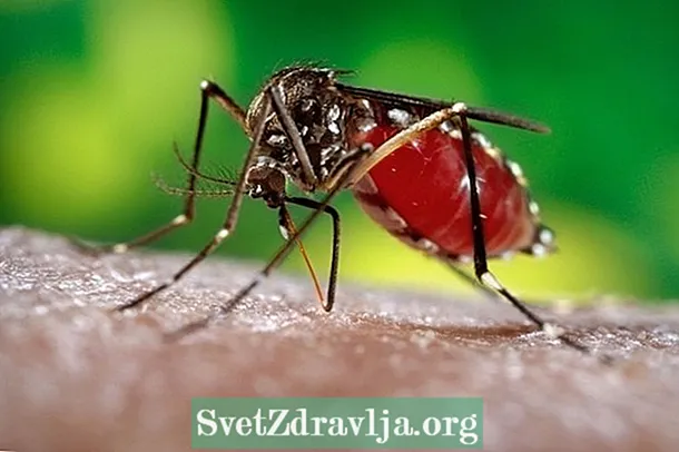 Jak k přenosu dengue dochází