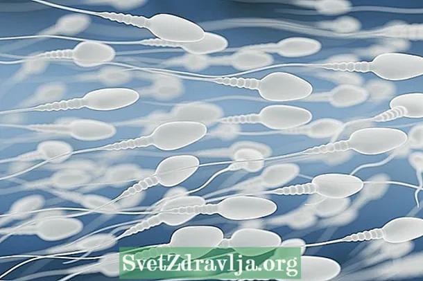 Spermatogenesis: inona izany ary ny fomba hitrangan'ny dingana lehibe