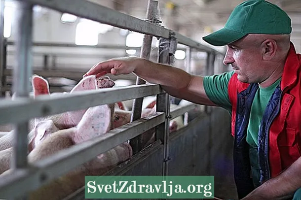 Schweinegripp: wat et ass, Symptomer, Iwwerdroung a Behandlung