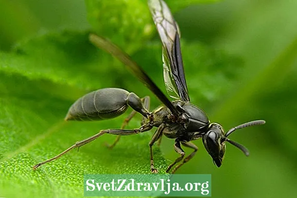 Picada de vespa: què fer, quant dura i quins símptomes - Aptitud