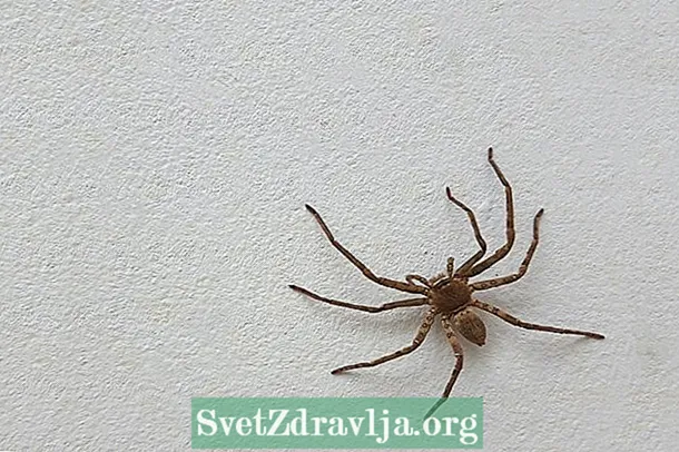 Các triệu chứng chính của vết cắn của nhện và những gì cần làm - Sự KhỏE KhoắN