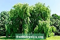 Osisi willow