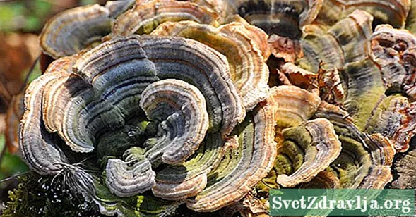 5 výhod imunitní podpory turecké ocasní houby - Wellness