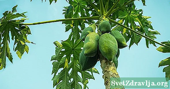 ၇ Papaya Leaf ၏အကျိုးခံစားခွင့်များနှင့်အသုံးပြုမှုများ - အစာအာဟာရ
