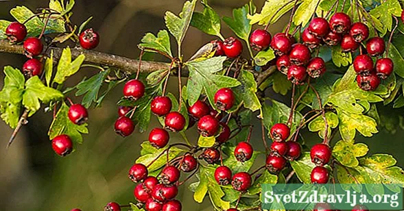 9 lợi ích sức khỏe ấn tượng của Hawthorn Berry