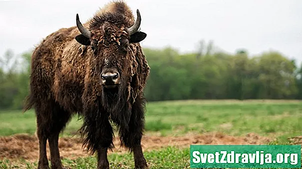 Vse, kar morate vedeti o mesu bizona