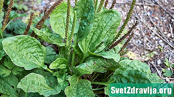 Kas ir plantain Weed un kā jūs to lietojat?